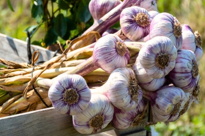A freshly picked bunch of garlic with rounded white heads streaked with purple and upright dry stems lies in a sunny August garden.