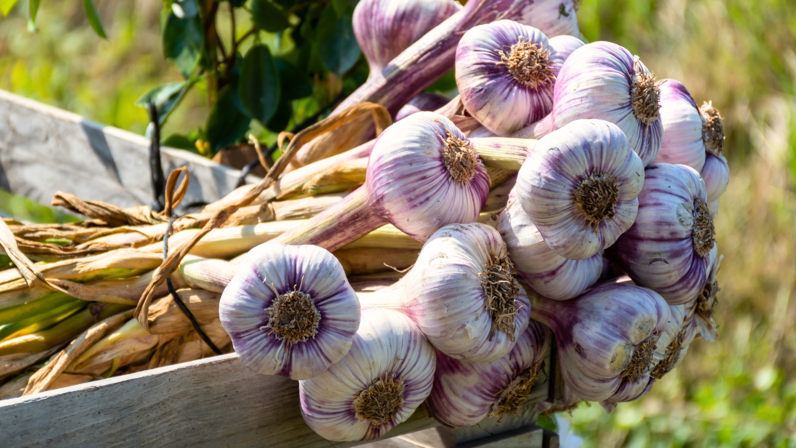 A freshly picked bunch of garlic with rounded white heads streaked with purple and upright dry stems lies in a sunny August garden.
