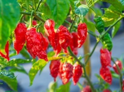 Ripening ghost peppers hang from the plant in shades of green to vibrant red, with wrinkled, elongated skin among deep green leaves.
