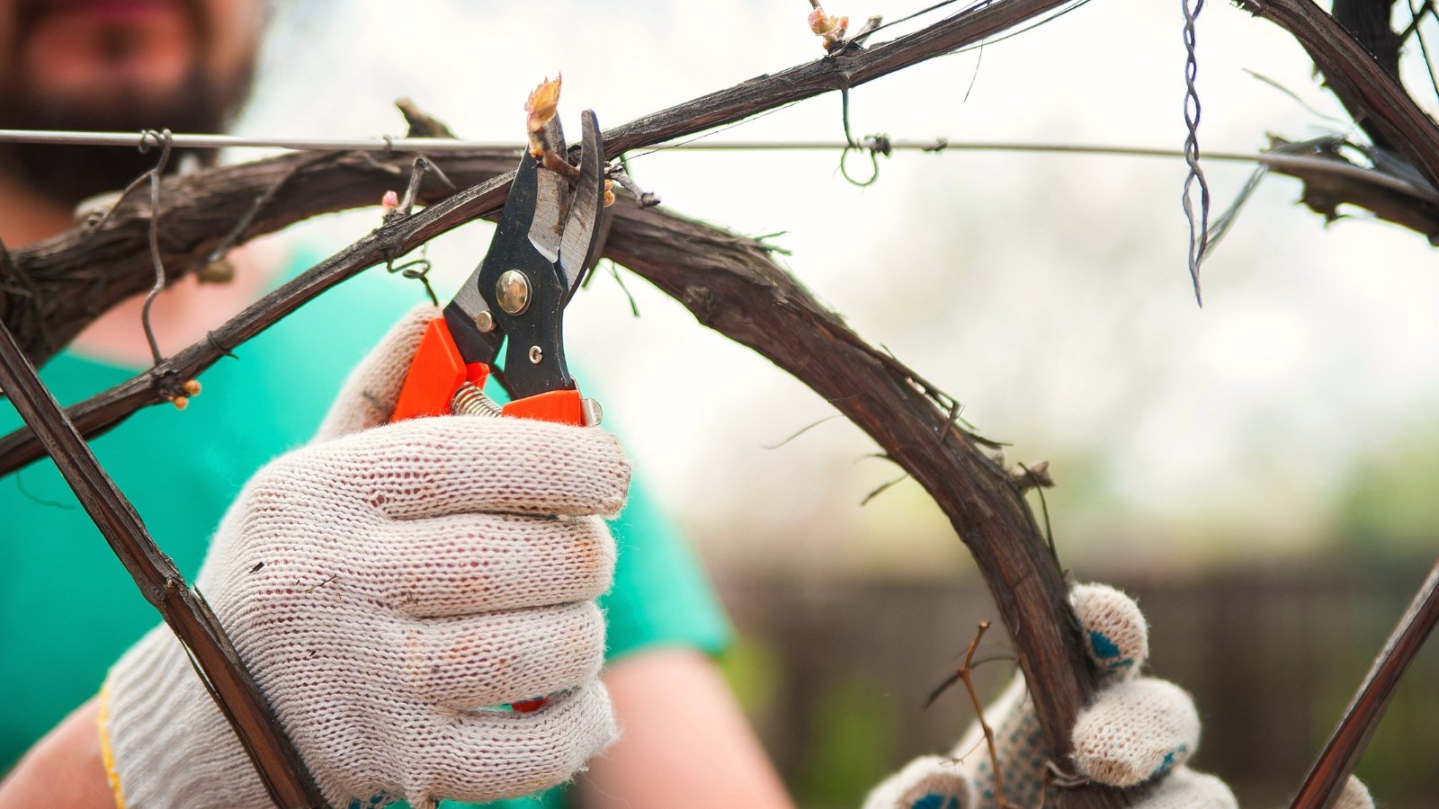 A gardener in a blue T-shirt with red pruning shears cuts dry grape vines in the garden.