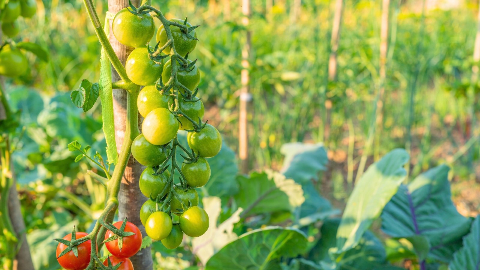 A cluster of green ripening tomatoes hangs from a sturdy vertical stem surrounded by lush foliage in a sun-drenched vegetable garden.
