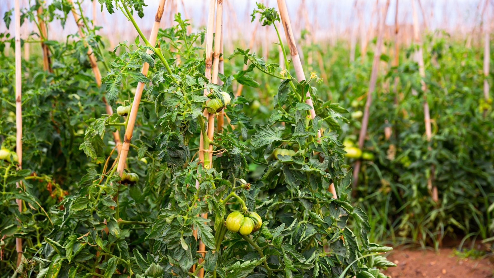 Clusters of fresh green round tomatoes ripen on tall stems supported by bamboo stakes surrounded by lush green leaves inside a bright greenhouse.