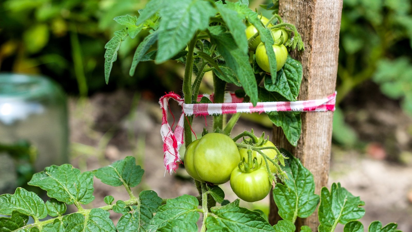 Green tomatoes tied to wooden pegs with red checkered ribbon, surrounded by healthy green leaves.