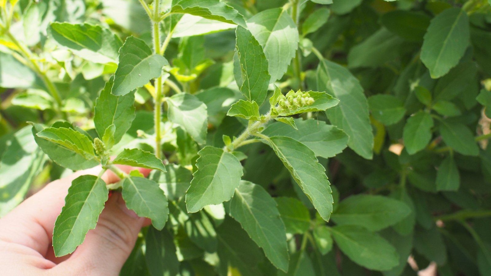 A hand carefully pinches off small white basil flowers from the top of a leafy green stem to encourage fuller growth.
