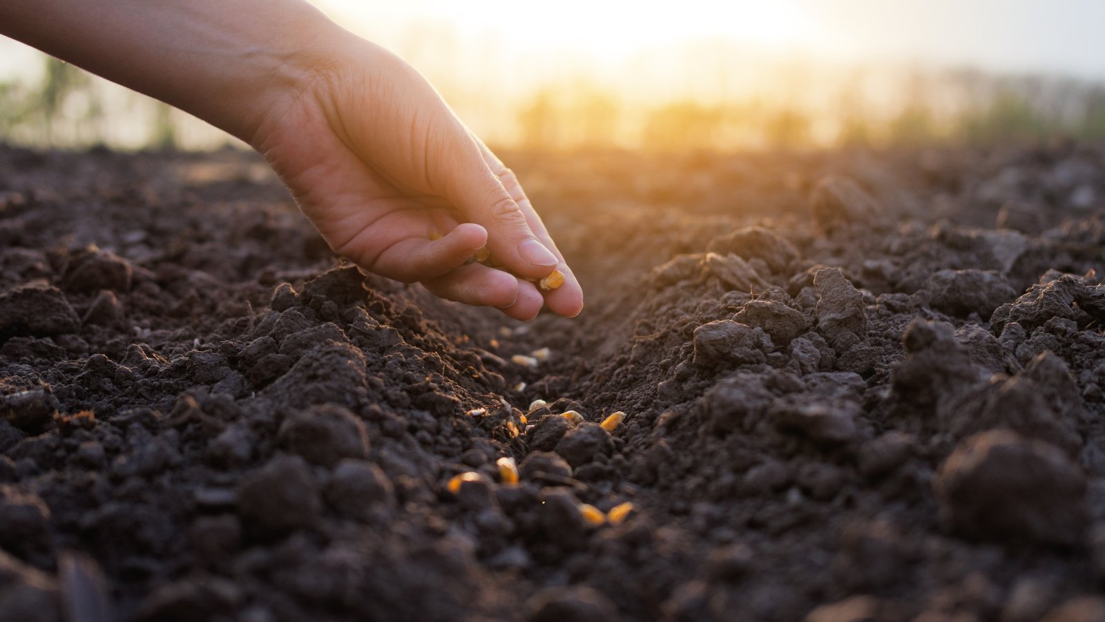 Close up of a man's hand sowing corn seeds into loose, rich, dark brown soil in a sunny garden.