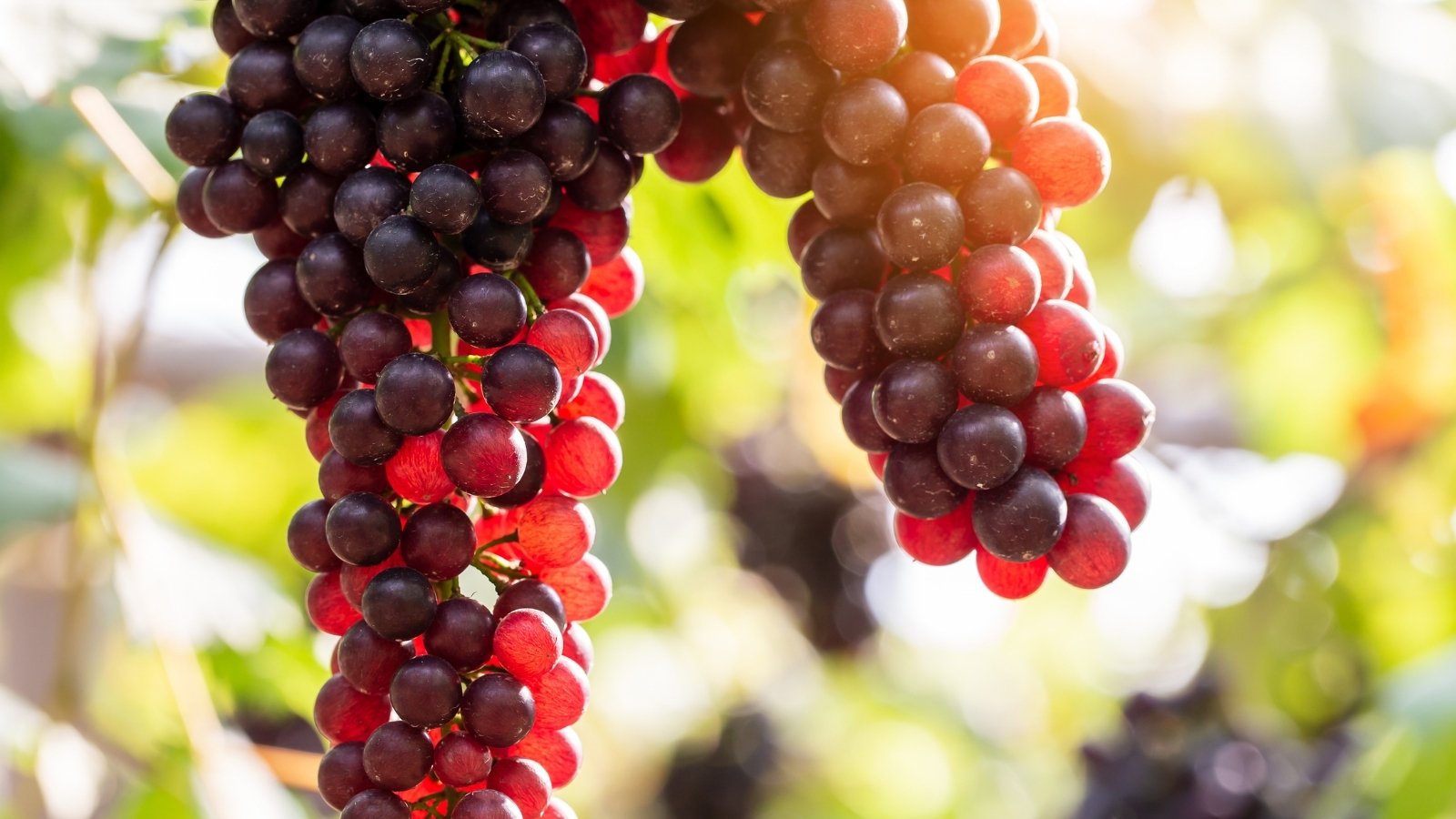 Close-up of large hanging grape clusters with small, tightly packed, round pink-purple fruits glowing in bright sunlight.