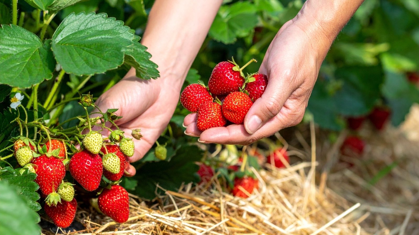 Close up of female hands harvesting ripe bright red strawberries among green jagged foliage with straw mulched soil.