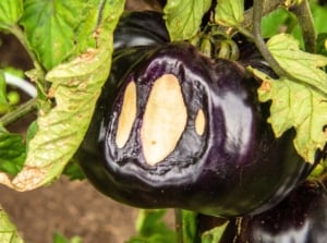 Close-up of purple tomatoes among green foliage with large white, dry sunburn scars, highlighting the need to heal sunburned plants.