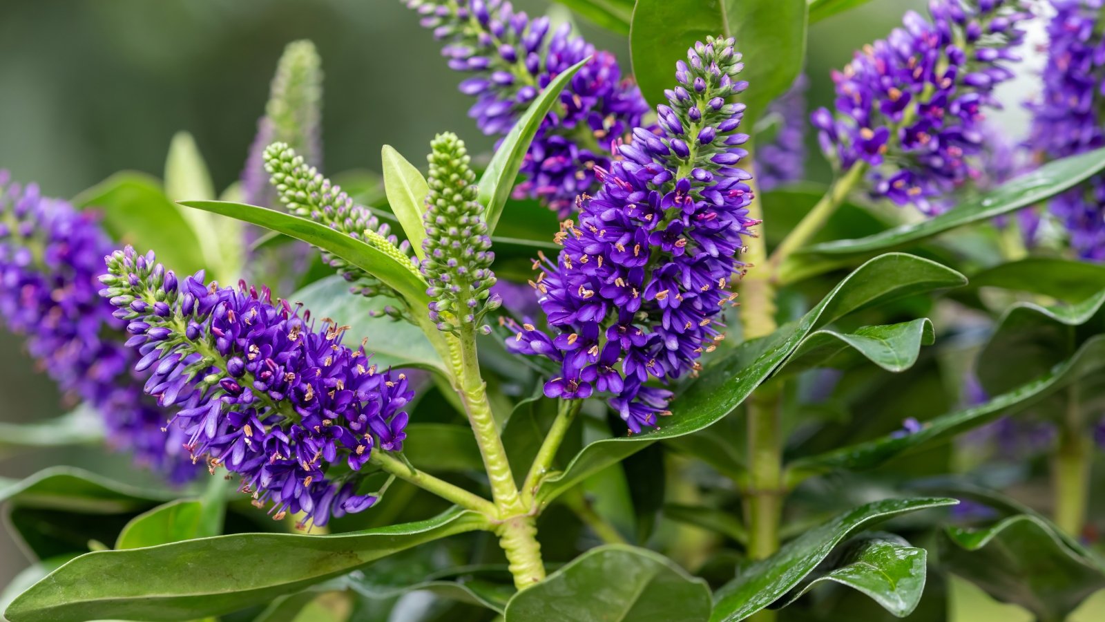 Clusters of small purple flowers densely packed atop slender green stems with glossy, oval leaves.