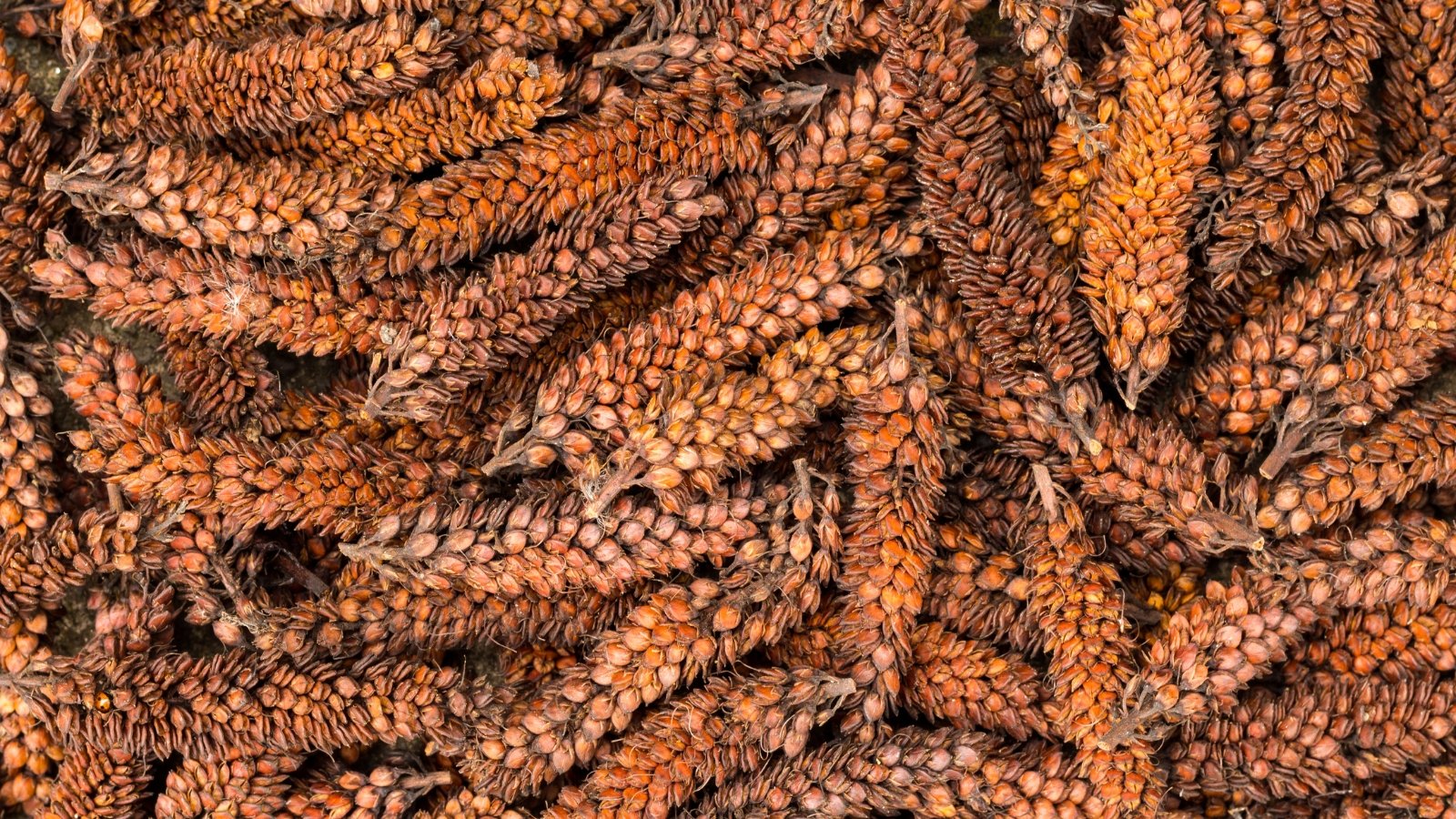 A top-down view of a pile of dry, slender hebe seed pods with curled tips and pale brown coloring scattered on a flat surface.
