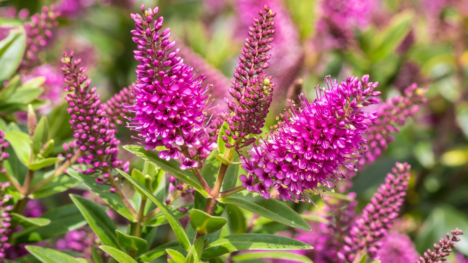 Neatly arranged shrub featuring oblong leaves with a smooth surface and vertical clusters of star-shaped pinkish-purple florets.
