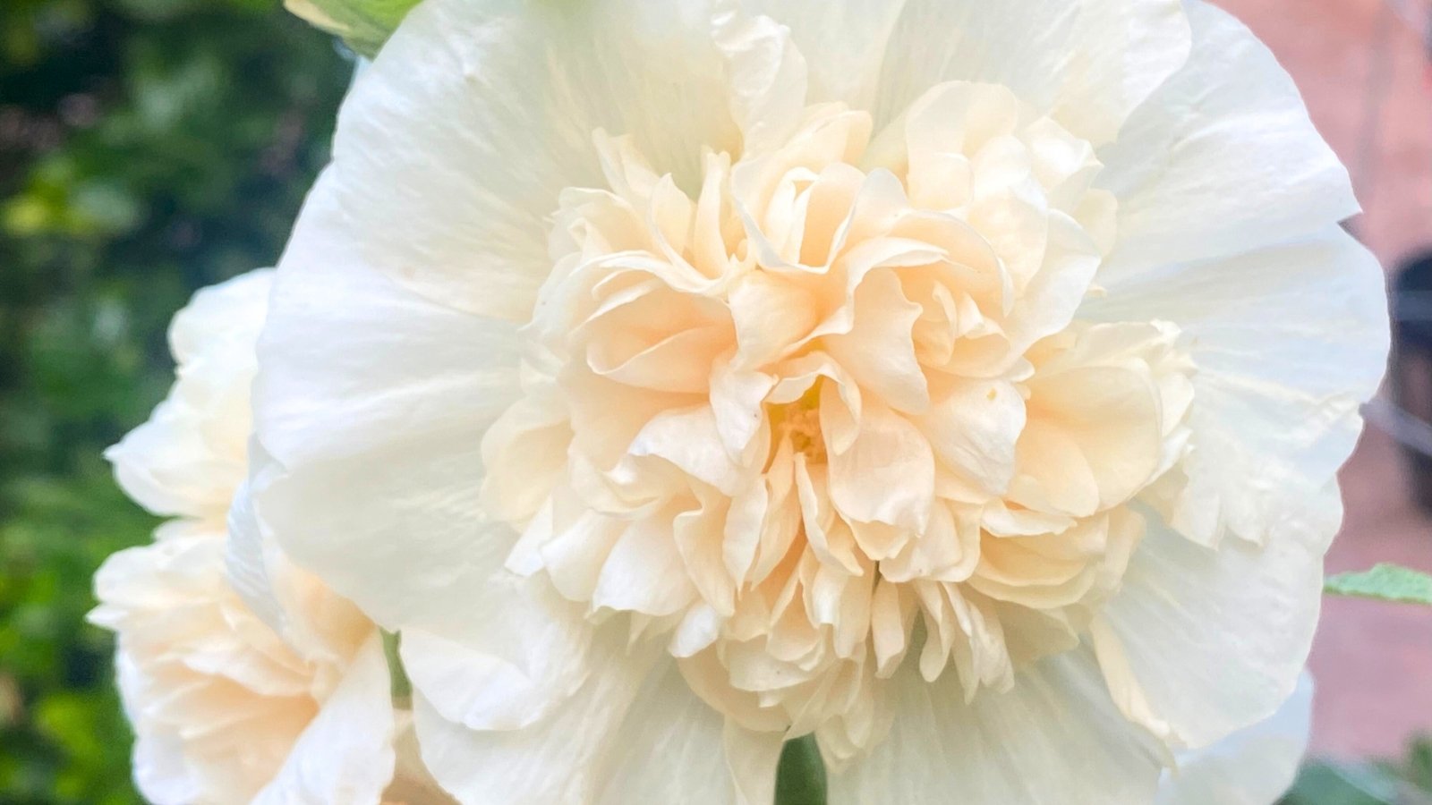 A large, elegant white flower with a creamy, ruffled champagne-colored center.