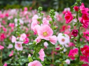 A garden full of pink, cup-shaped flowers on green stalks amidst varied green foliage — showcasing different hollyhock varieties.