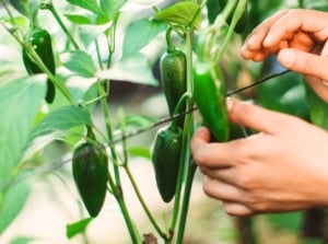 Close-up of a woman's hands showing how and when to harvest jalapenos, hanging from sturdy green stems, surrounded by glossy, deep green leaves with pointed tips and smooth edges.