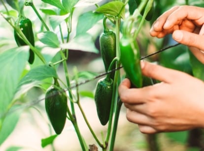 Close-up of a woman's hands showing how and when to harvest jalapenos, hanging from sturdy green stems, surrounded by glossy, deep green leaves with pointed tips and smooth edges.