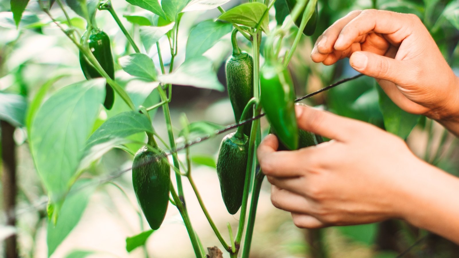 Close-up of a woman's hands showing how and when to harvest jalapenos, hanging from sturdy green stems, surrounded by glossy, deep green leaves with pointed tips and smooth edges.