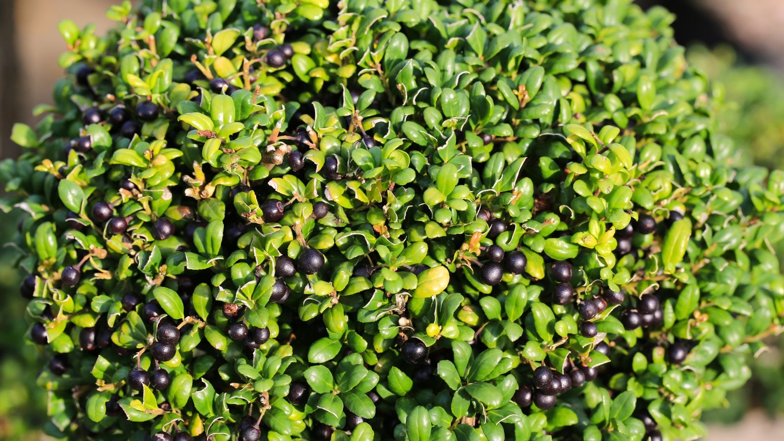 A dense green shrub covered in numerous small, spherical, glossy black berries.