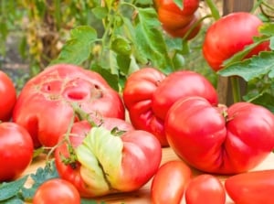Freshly harvested irregular and deformed tomatoes sit on a wooden table in the garden among lush tomato plants.