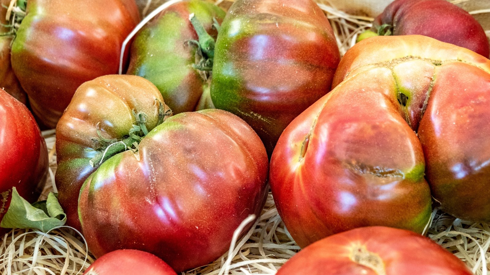 Close-up of irregular tomatoes, red in color with green veins and glossy skin, in a wooden crate.