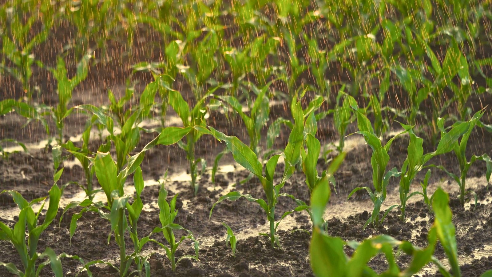 Raindrops falling over tall green corn plants in neat rows, soaking the leaves and soil in a lush field.