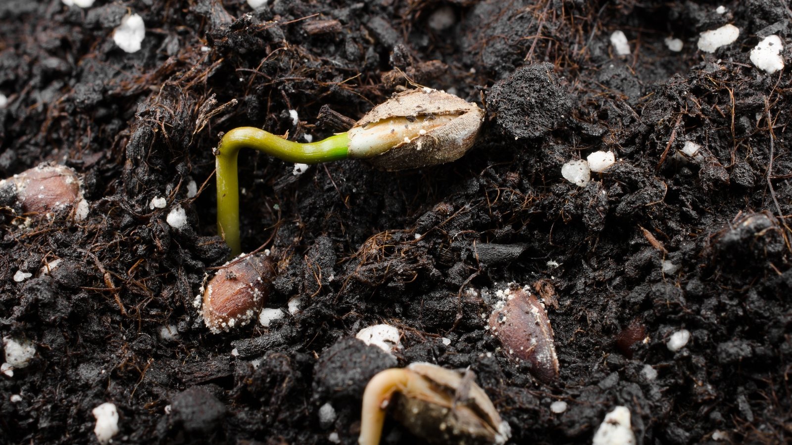 A tiny green sprout emerges from an oval brown-grey seed in moist soil, captured in close-up detail.
