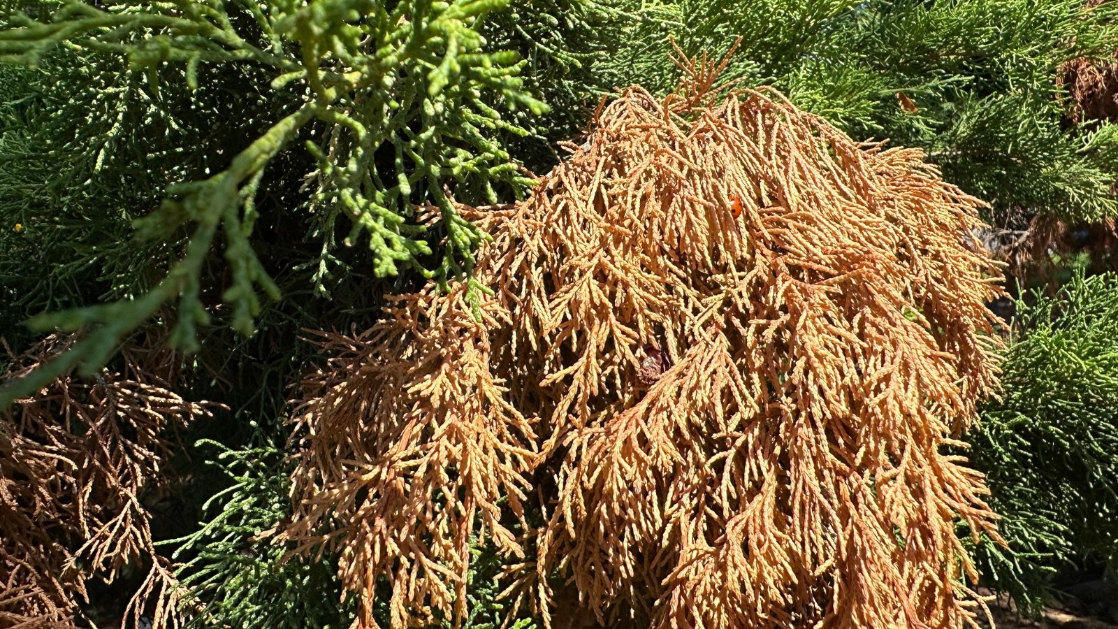Brown, dried, and withered juniper twigs with shriveled needles clustered on branches.
