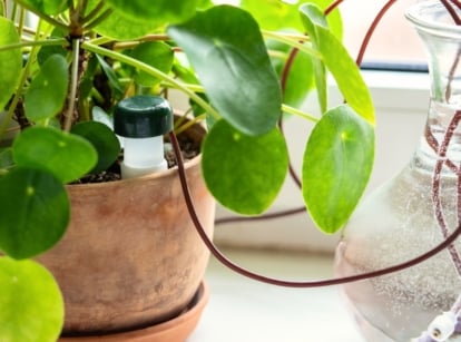 A drip irrigation system made of silicone tubing for a potted Pilea plant to keep the plant alive on vacation. Houseplant suck up water through tubes submerged in vase of water on a sunny windowsill.