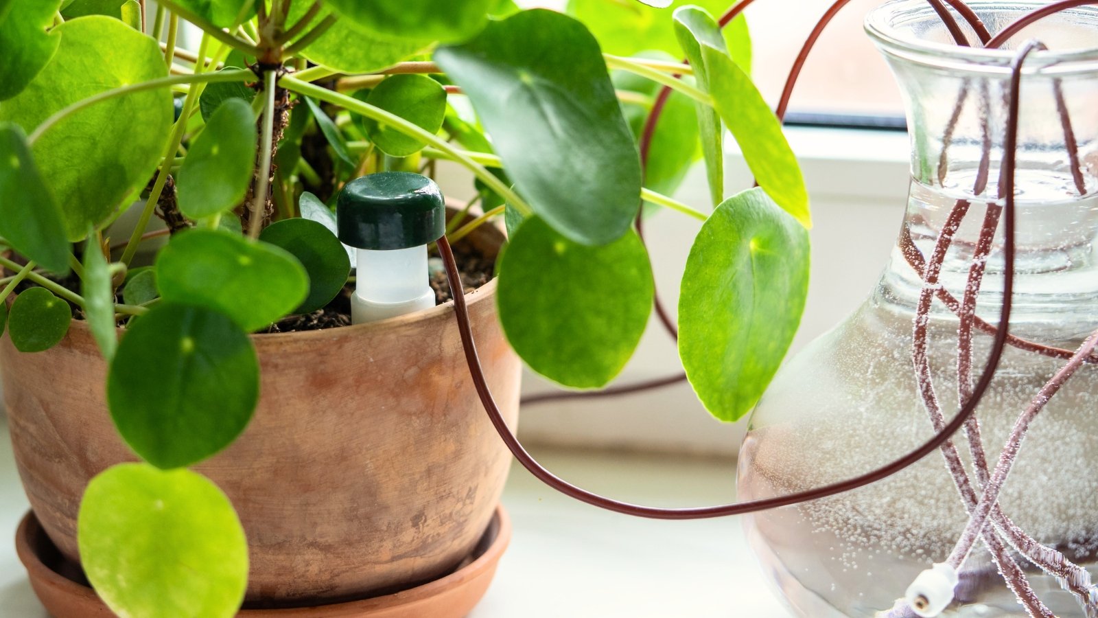A drip irrigation system made of silicone tubing for a potted Pilea plant to keep the plant alive on vacation. Houseplant suck up water through tubes submerged in vase of water on a sunny windowsill.