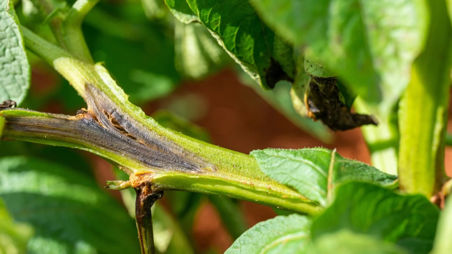 Blight Color How to Identify and Control Blight On Plants