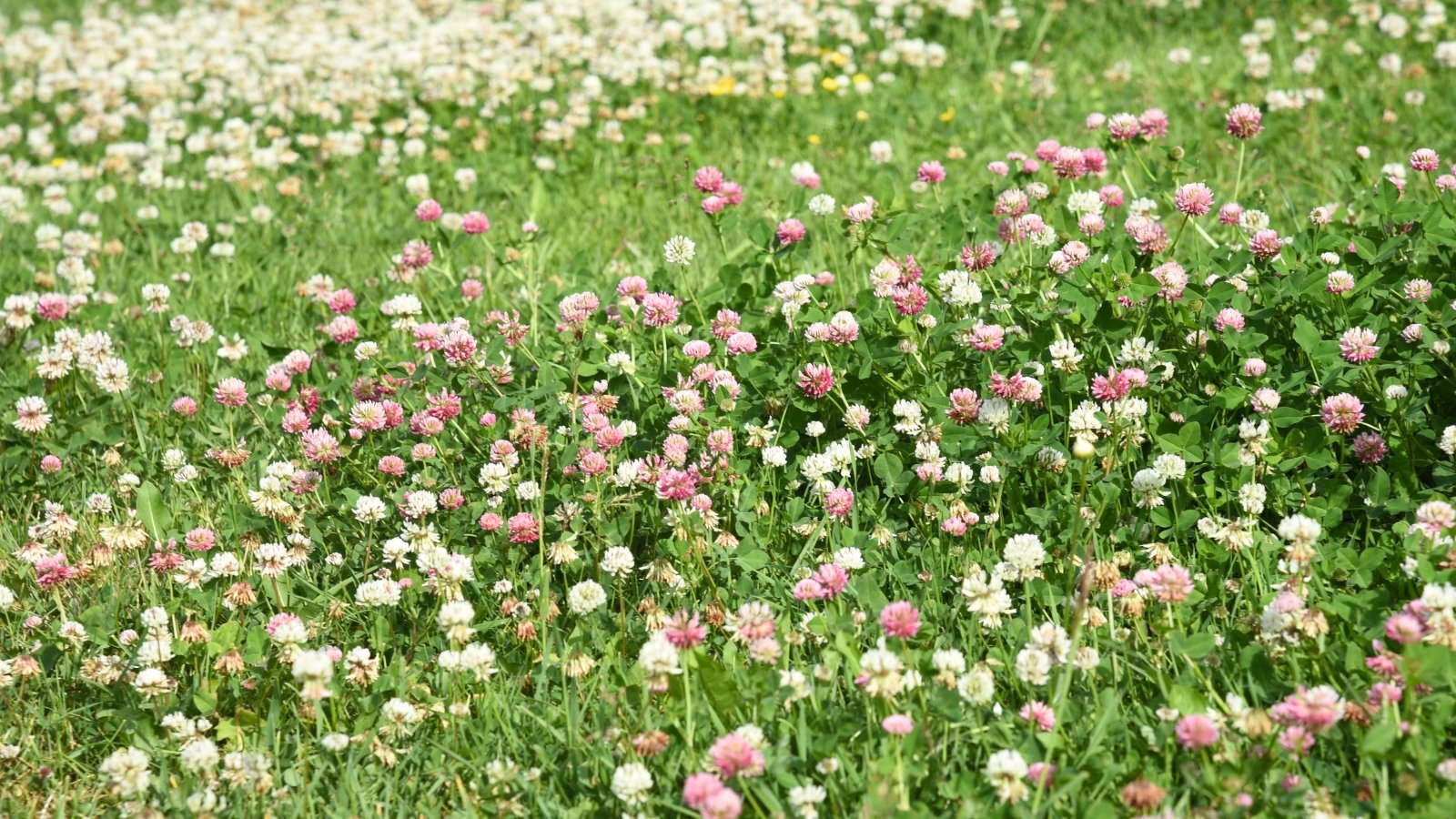 A lush lawn is dotted with soft white and pink clover blossoms nestled among dense green foliage.