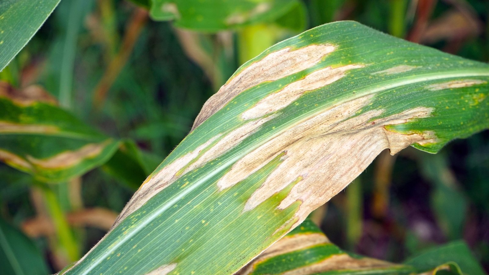 Close-up of a corn leaf with elongated tan lesions bordered by dark brown edges, showing symptoms of leaf blight.