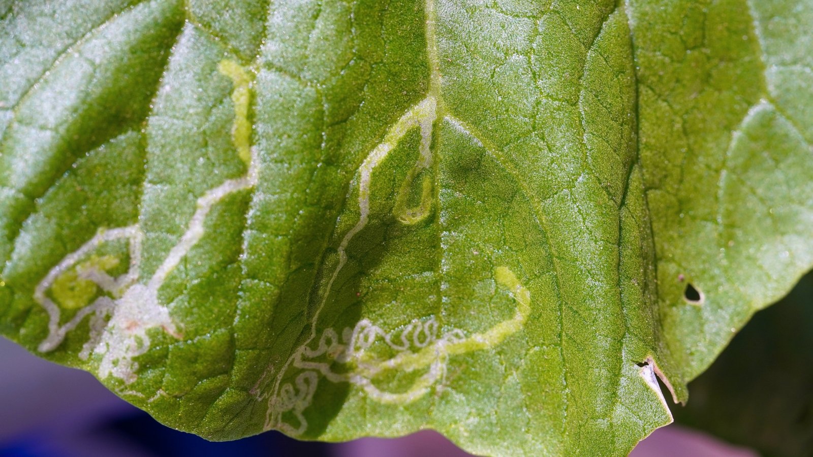 Close-up of a lettuce leaf showing winding, pale trails created by leafminer larvae tunneling through the tissue.