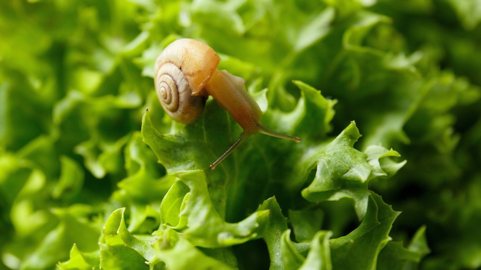A close-up of a small snail pest with a coiled shell crawling on wavy, bright green, glossy lettuce leaves.