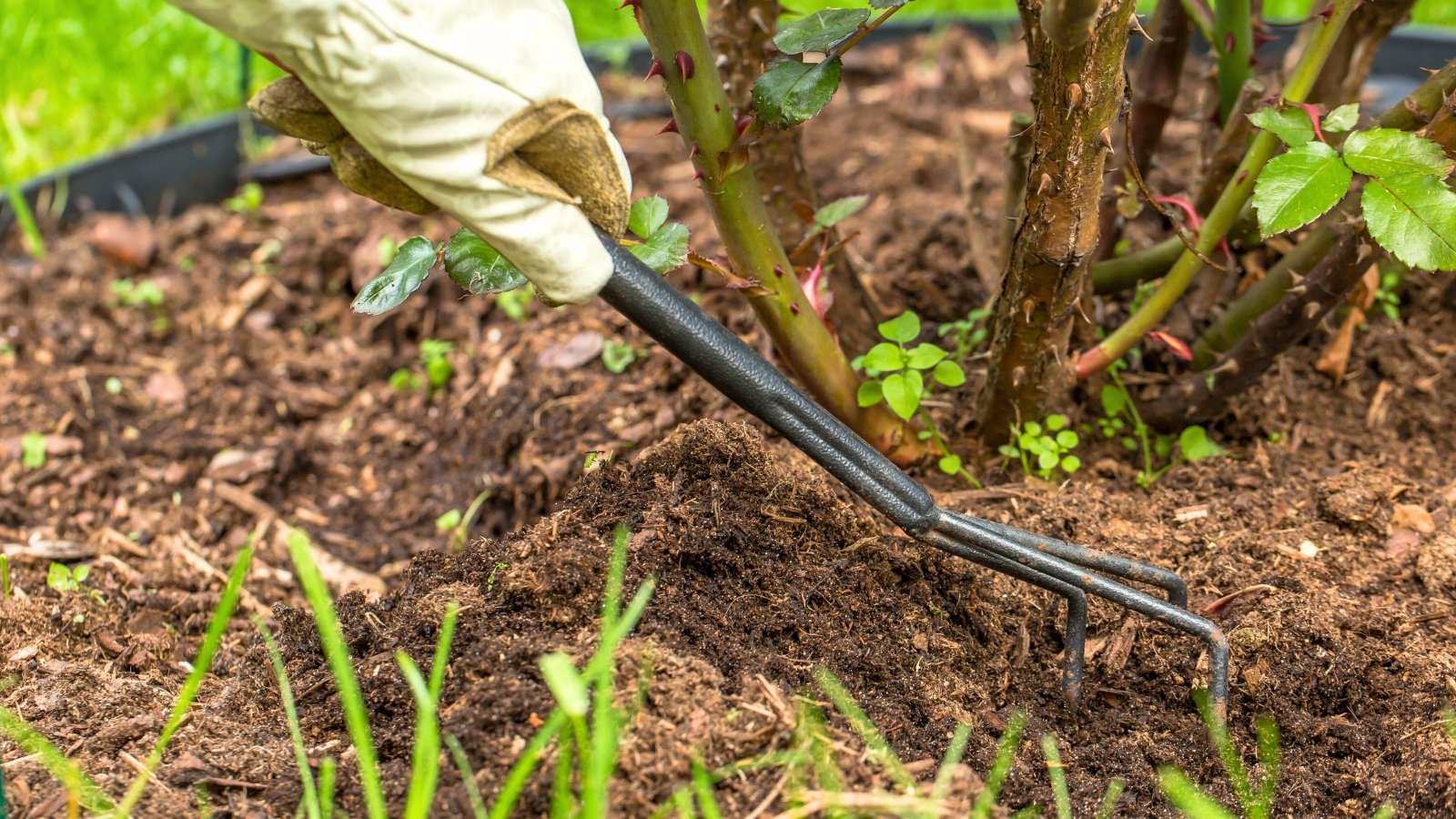Close-up of a gardener's hand in a white glove holding a small rake and loosening the soil around the base of a rose bush.