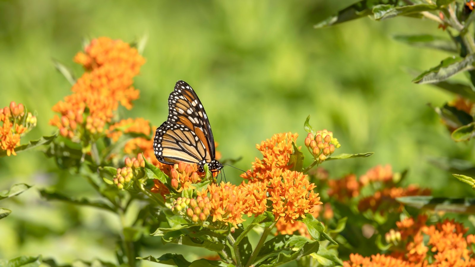 A Monarch butterfly rests on a bright-orange milkweed plant with slender green leaves and clustered flowers.