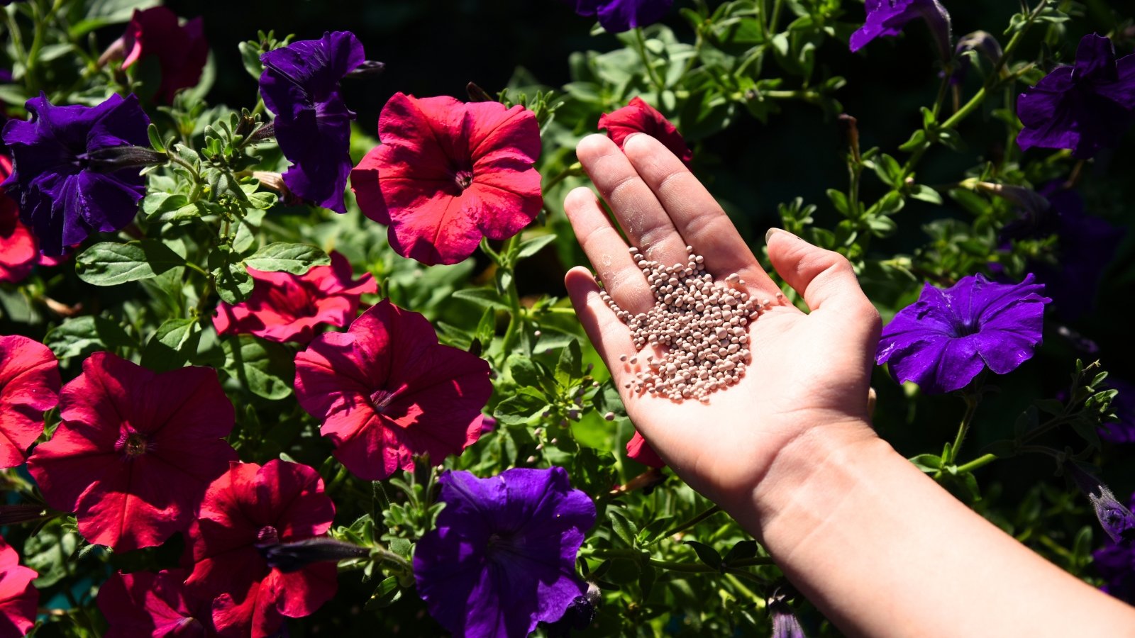 A woman's hand holds a handful of beige granulated fertilizer over blooming purple and deep pink trumpet-shaped petunia flowers.