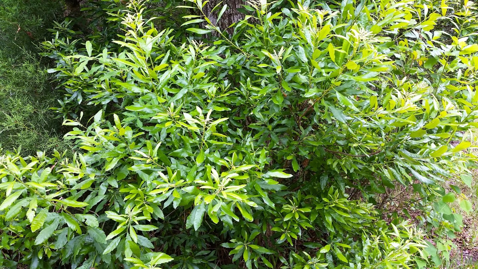 A dense shrub with numerous long, slender, green leaves varying in shade, with some new growth appearing lighter.