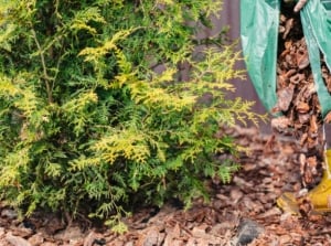 A gardener in high rubber boots pours wood chips from a large bag around an evergreen arborvitae, illustrating the dos and don'ts of applying mulch.