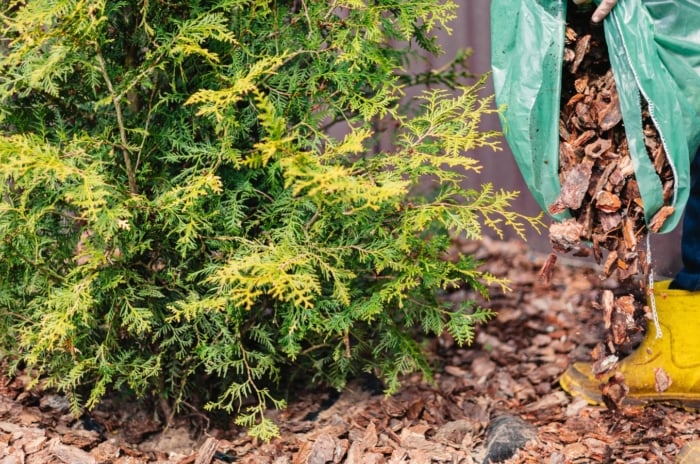 A gardener in high rubber boots pours wood chips from a large bag around an evergreen arborvitae, illustrating the dos and don'ts of applying mulch.