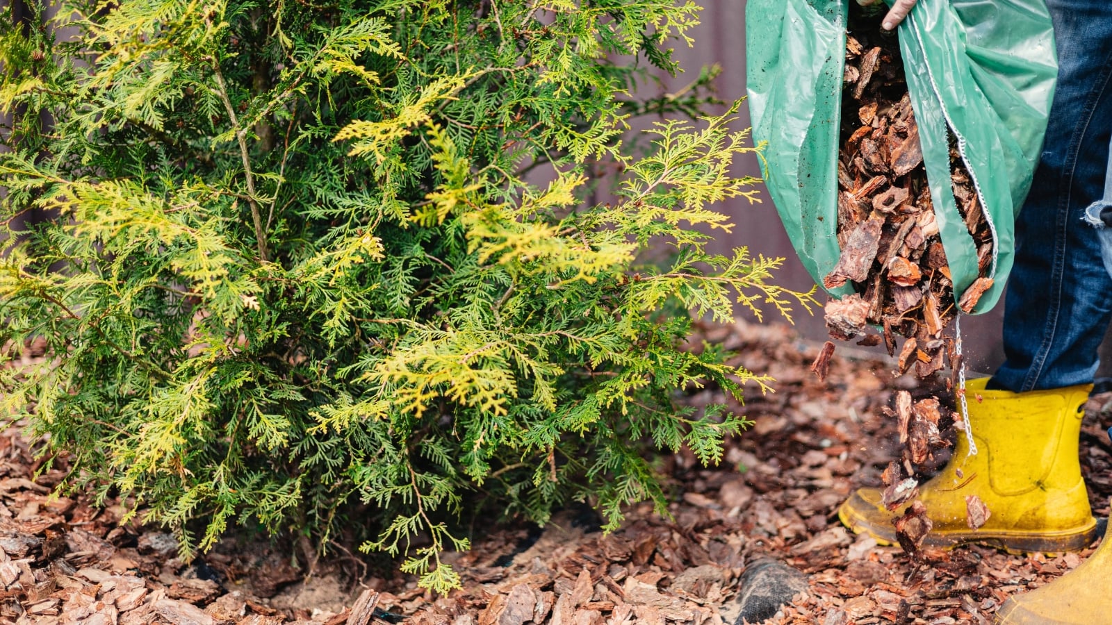 A gardener in high rubber boots pours wood chips from a large bag around an evergreen arborvitae, illustrating the dos and don'ts of applying mulch.
