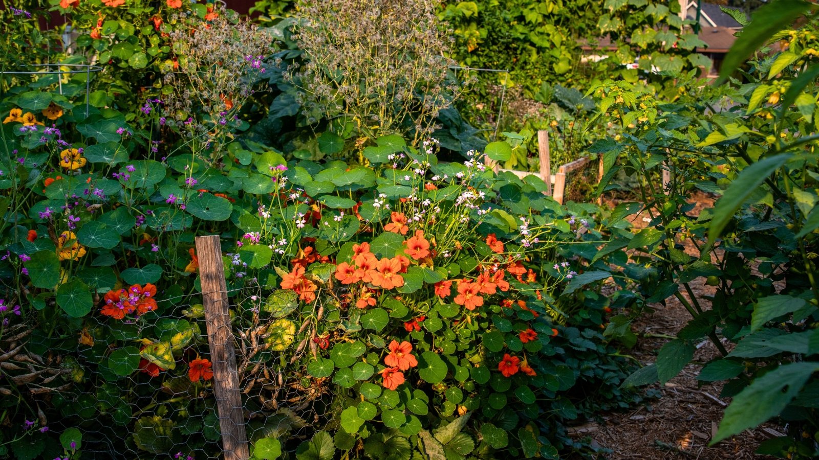 Blooming nasturtium plants with bright orange and yellow flowers and round green leaves trail along a garden fence among various flowering plants and crops.