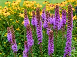A close-up shows tall, spiky purple flower stalks, common among native midwest perennials, with numerous small blossoms emerging from a bed of green foliage and blurred yellow flowers in the background.