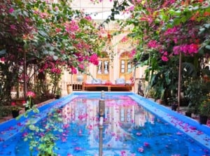 An indoor garden features lush, vibrant pink flowering vines creating an archway over a rectangular blue pool, illustrating plants that never grow around pool areas.