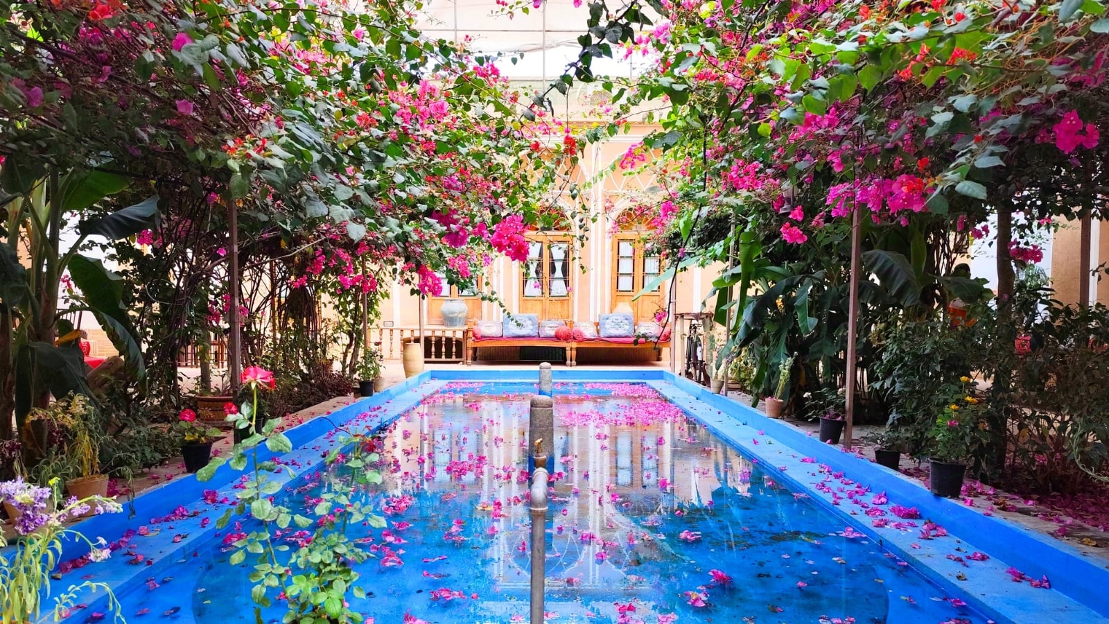 An indoor garden features lush, vibrant pink flowering vines creating an archway over a rectangular blue pool, illustrating plants that never grow around pool areas.