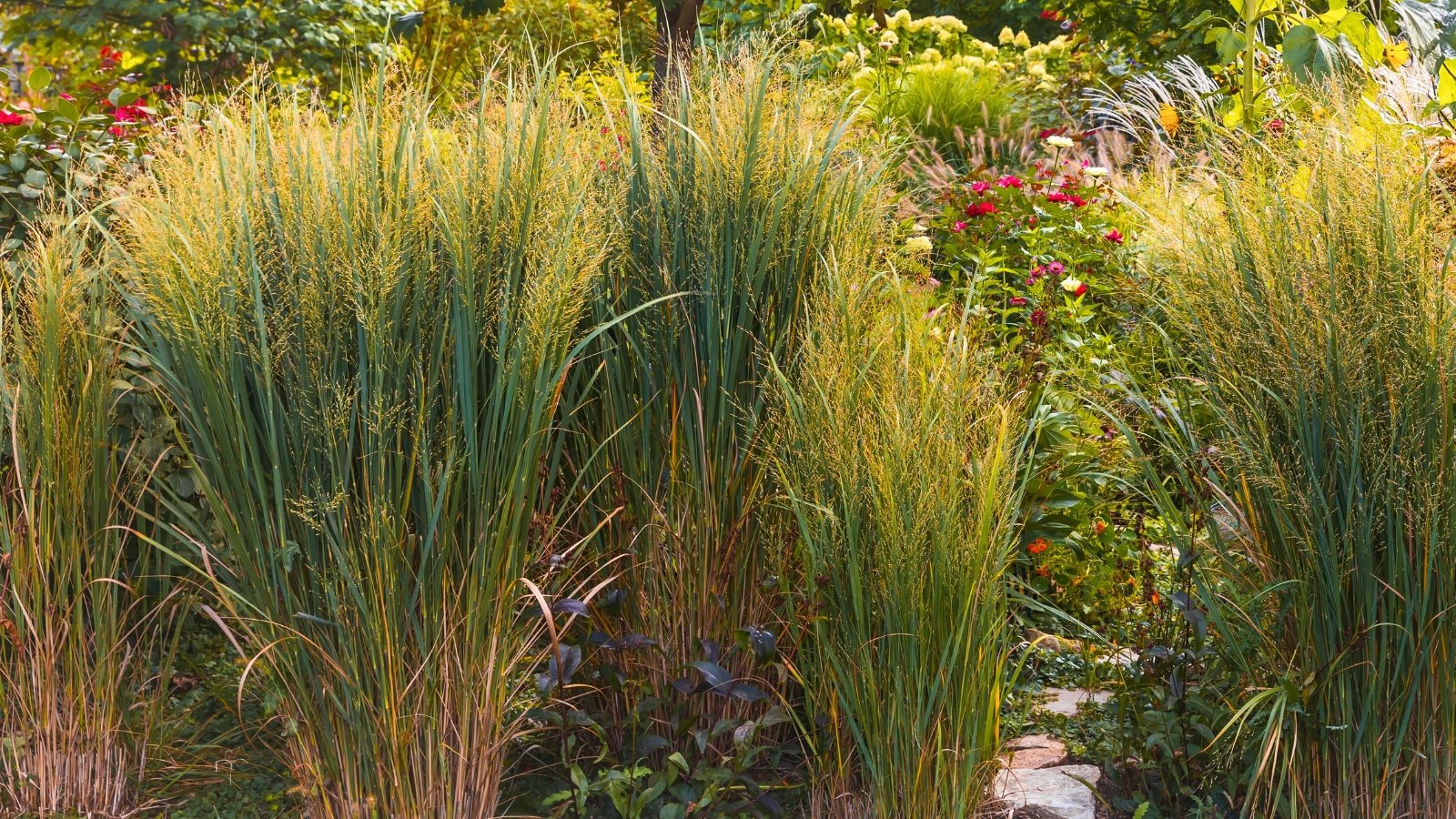 Tall, upright clumps of green grass with golden-tan feathery tops, framed by other green plants and colorful flowers.