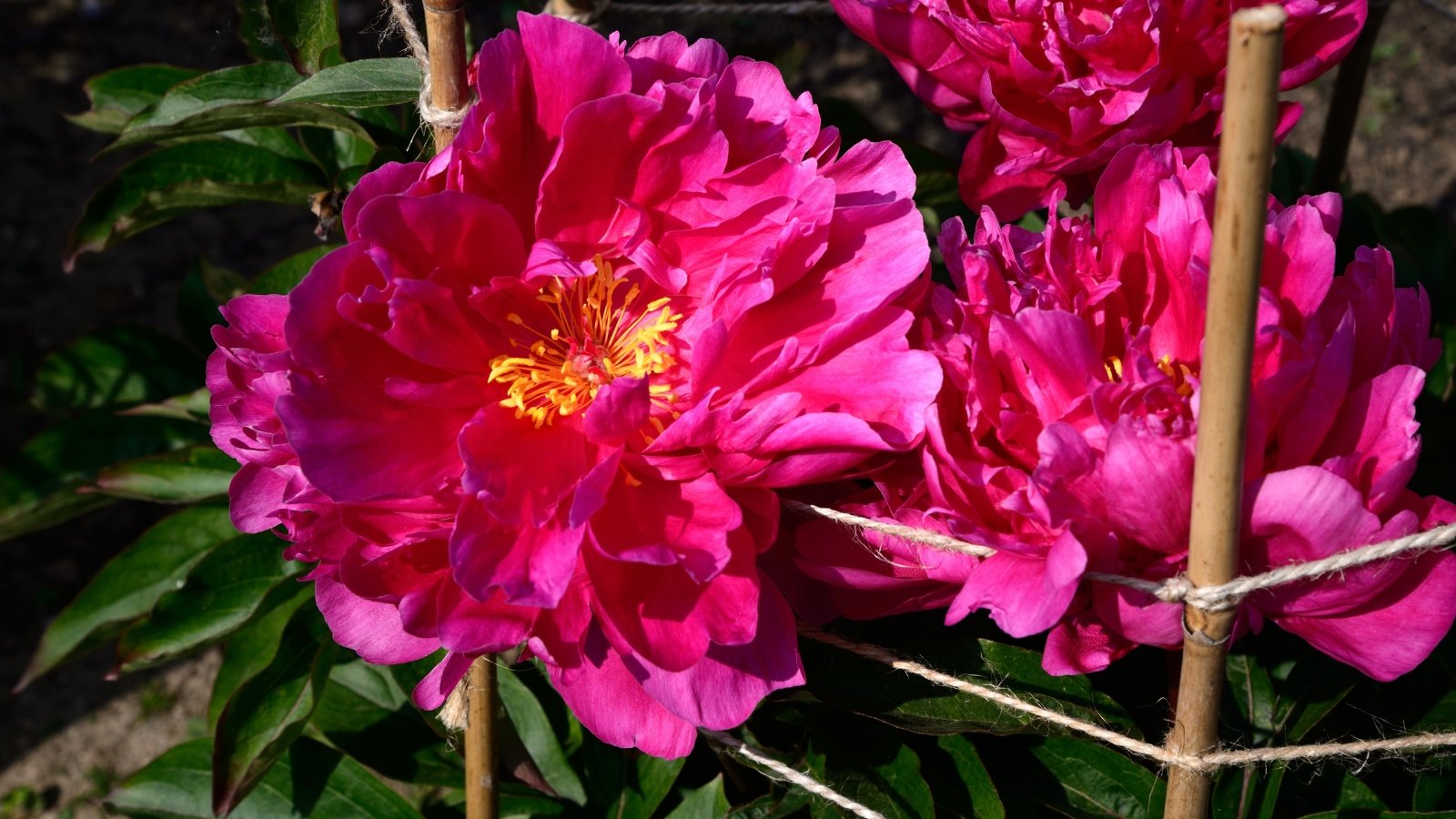 Pink peony flowers in full bloom are supported by bamboo stakes and twine, with lush green foliage surrounding the sturdy stems.