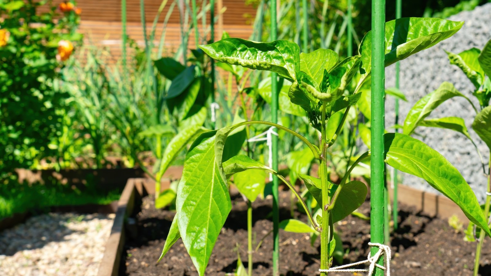 Young pepper seedlings with vibrant green, pointed leaves staked upright to plastic supports in a sunny raised garden bed.