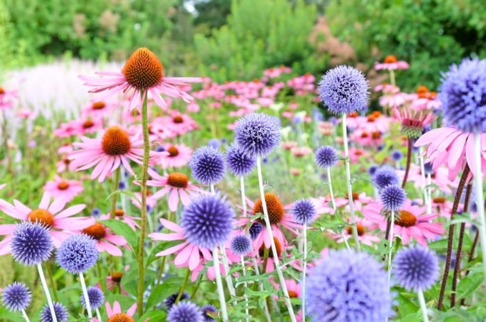 A field of spiky blue-purple and daisy-like pink blooms with orange-brown centers highlights perennial combos.