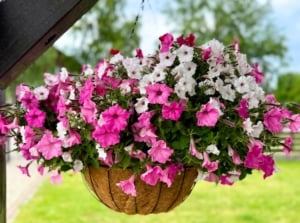 A hanging basket overflows with a dense mix of white, fuchsia, and pale pink bell-shaped flowers with ruffled petals, showcasing perennial hanging basket plants.