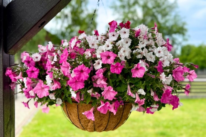 A hanging basket overflows with a dense mix of white, fuchsia, and pale pink bell-shaped flowers with ruffled petals, showcasing perennial hanging basket plants.
